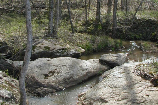 Creek in a forest