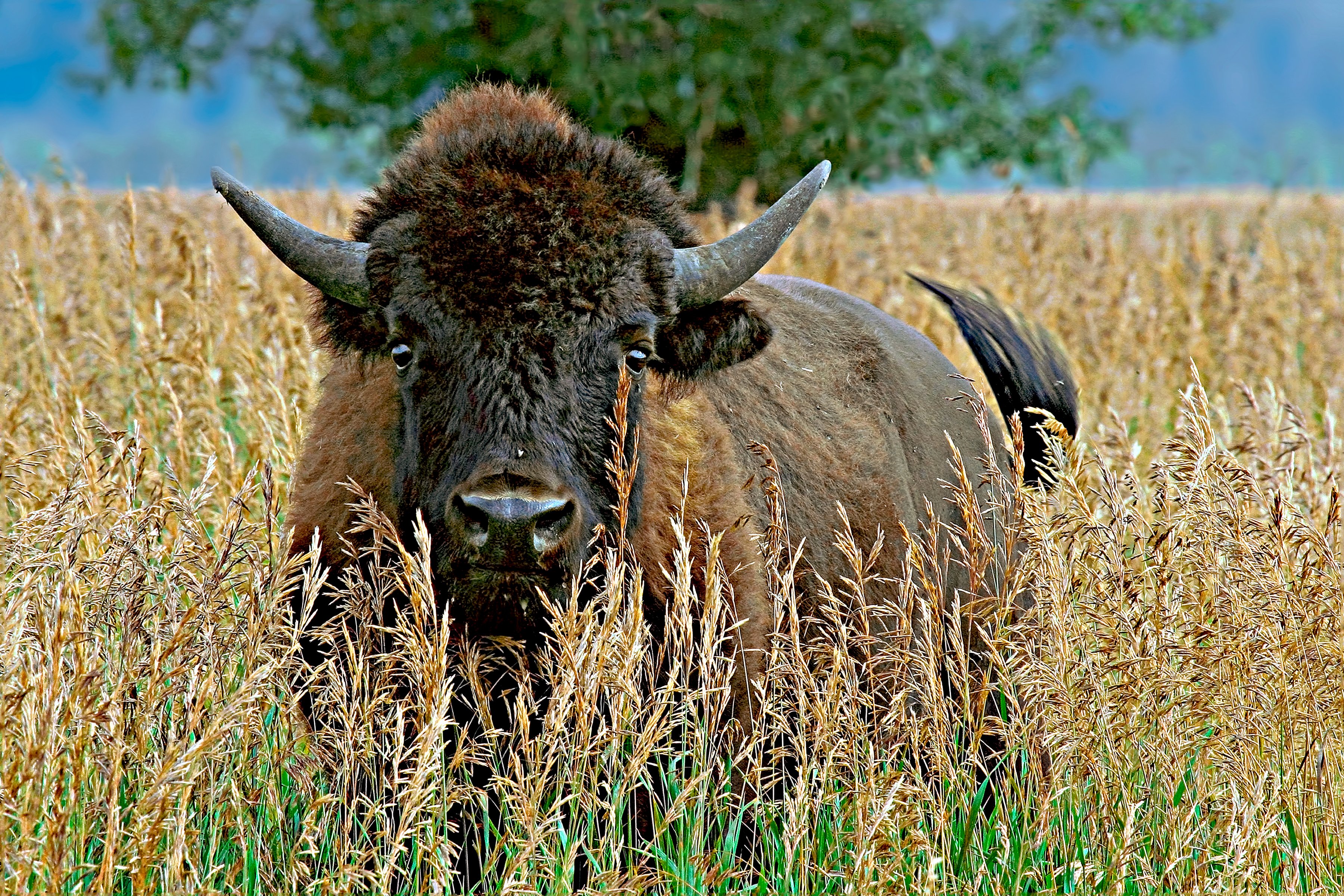 WHERE BUFFALO ROAM - We were in Wyoming when this fella crossed the road about 50 yards ahead of us. I stopped and got out of my car. He didn't take his eyes off me. If I took a step, he took a step back. We watched each other about half a minute before he turned and ran.