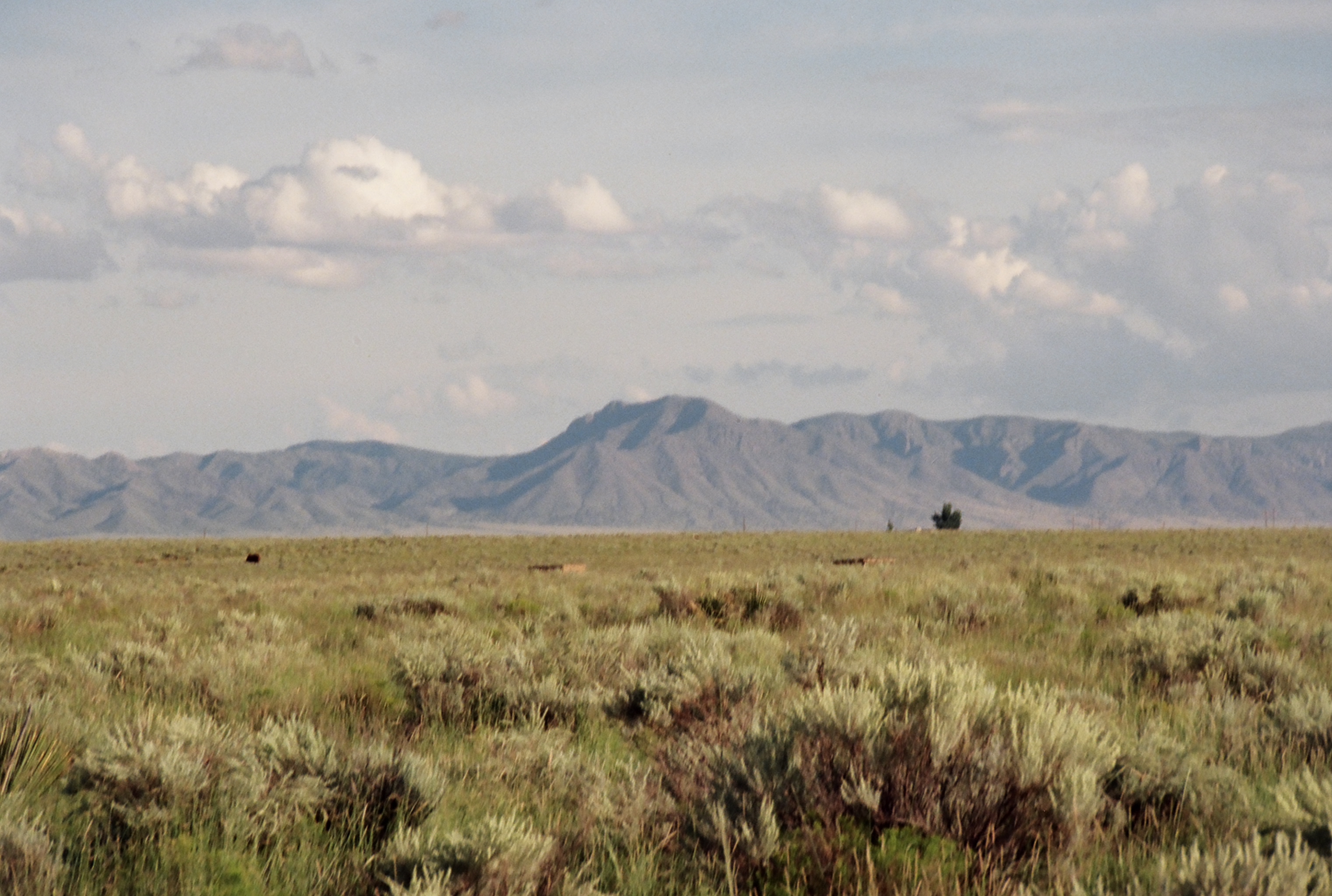 Expansive desert landscape with red rock formations and scattered tufts of grass under a blue sky with fluffy clouds.
