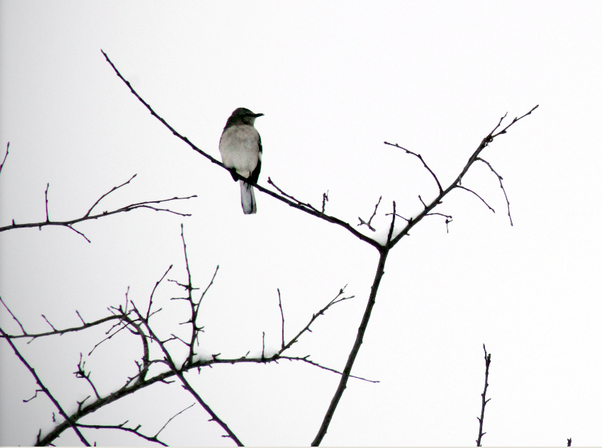 Bird on a tree branch