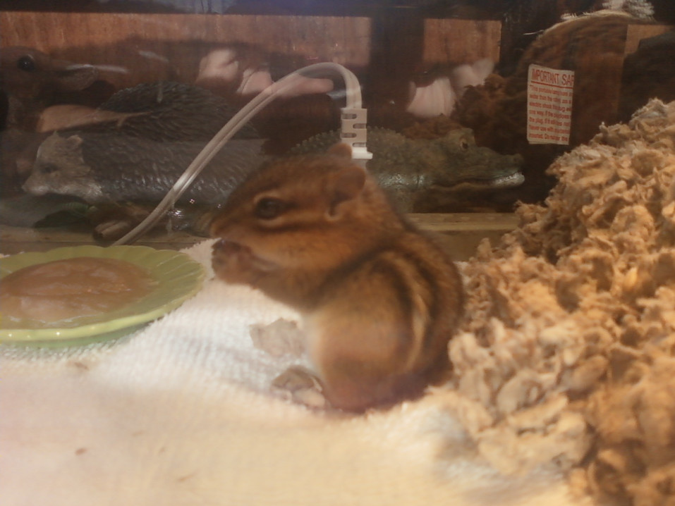 baby chipmunk