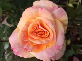 June 1, 2022 - From new member, Lizanne F, her Glowing Inspiration which is a Brad Jalbert hybridized rose