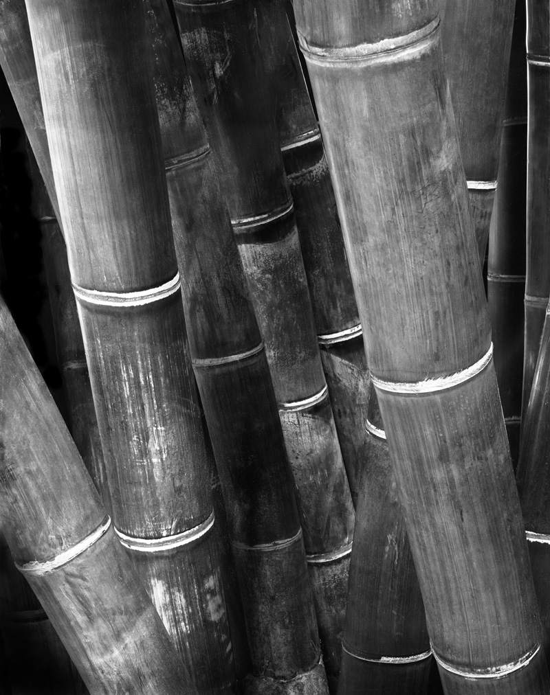 Bamboo Giants