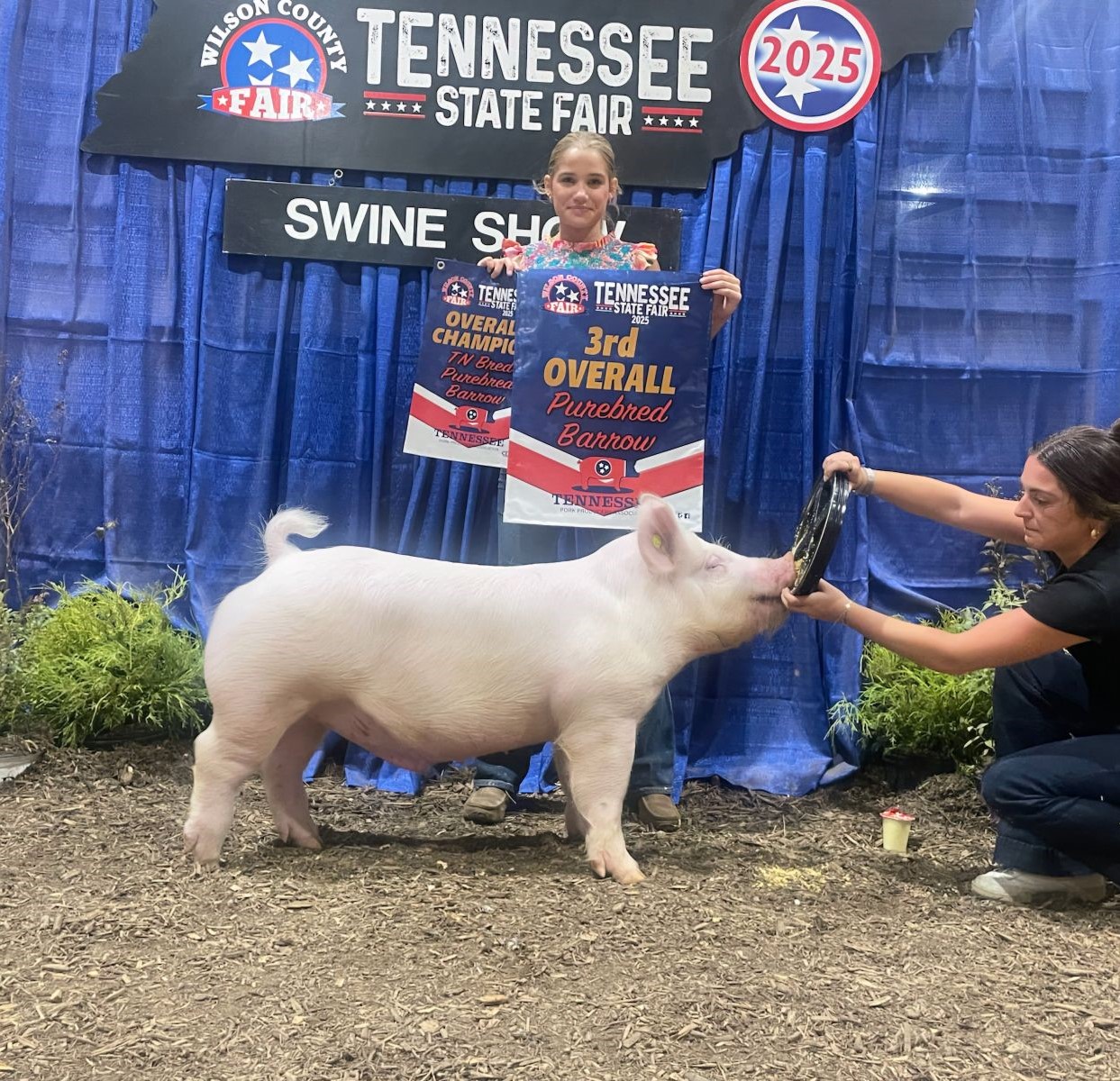 Cara Roach
2025 Tennessee State Fair
Champion Yorkshire Barrow
3rd Overall Purebred Barrow
Champion Overall TN Bred
 Purebred Barrow