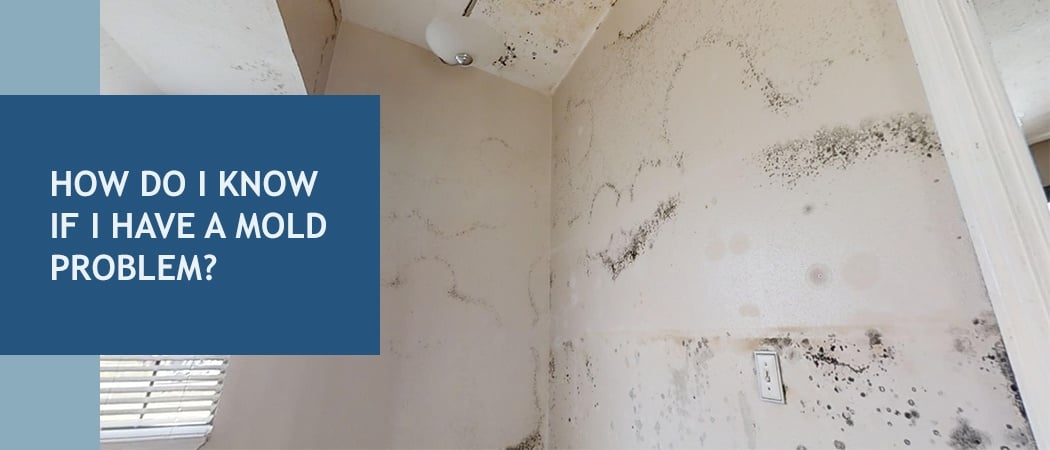 Mold Removal Los Angeles