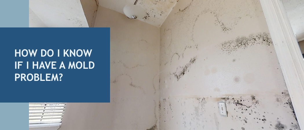 Prior Knowledge You Need to Have about Black Mold Test