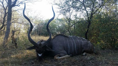 61 inch kudu
