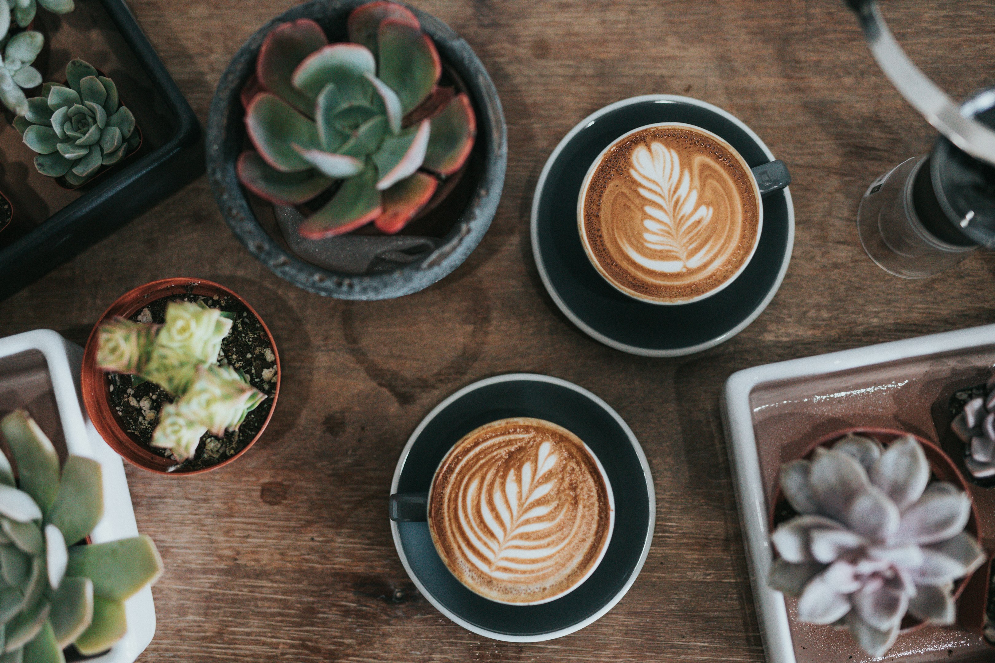 café y plantas suculentas