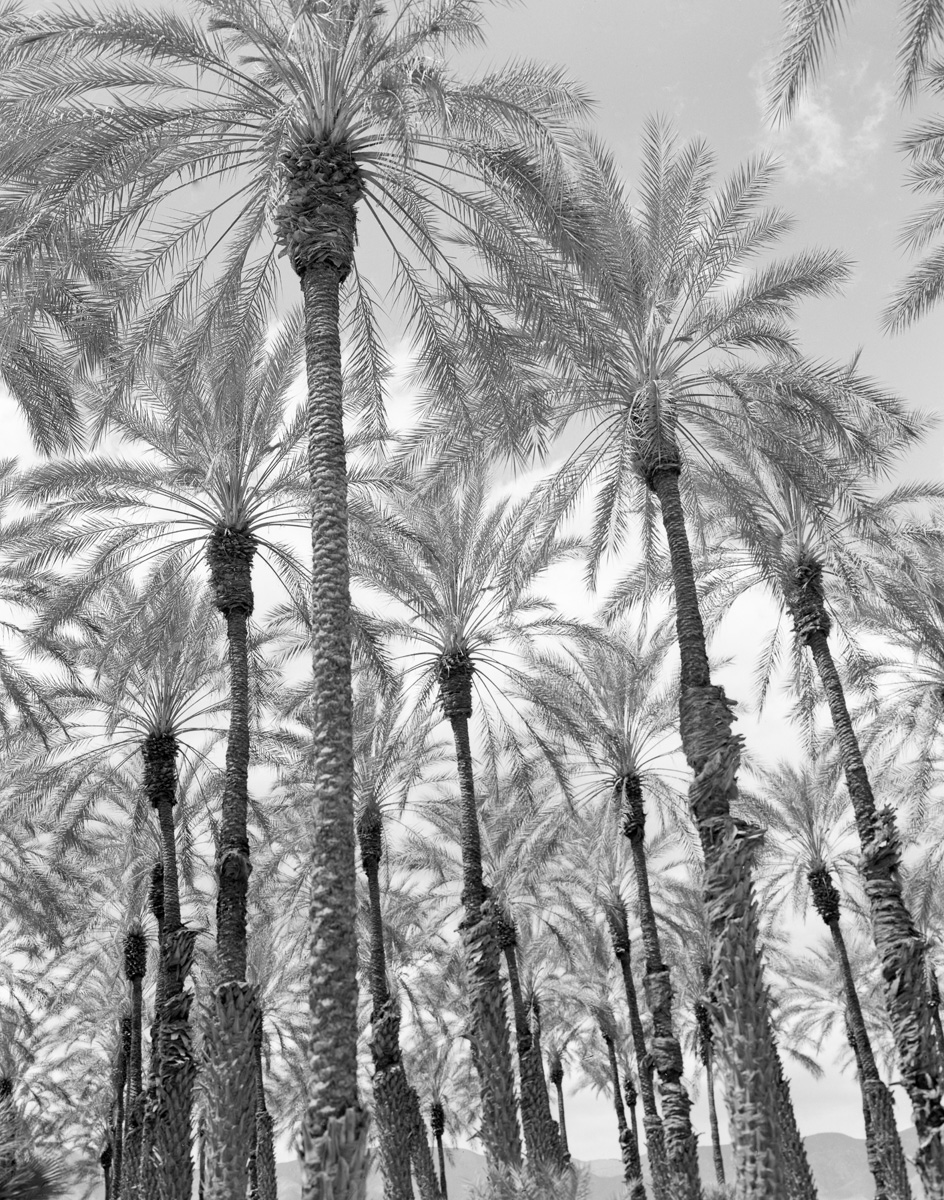 Salton Sea Palms