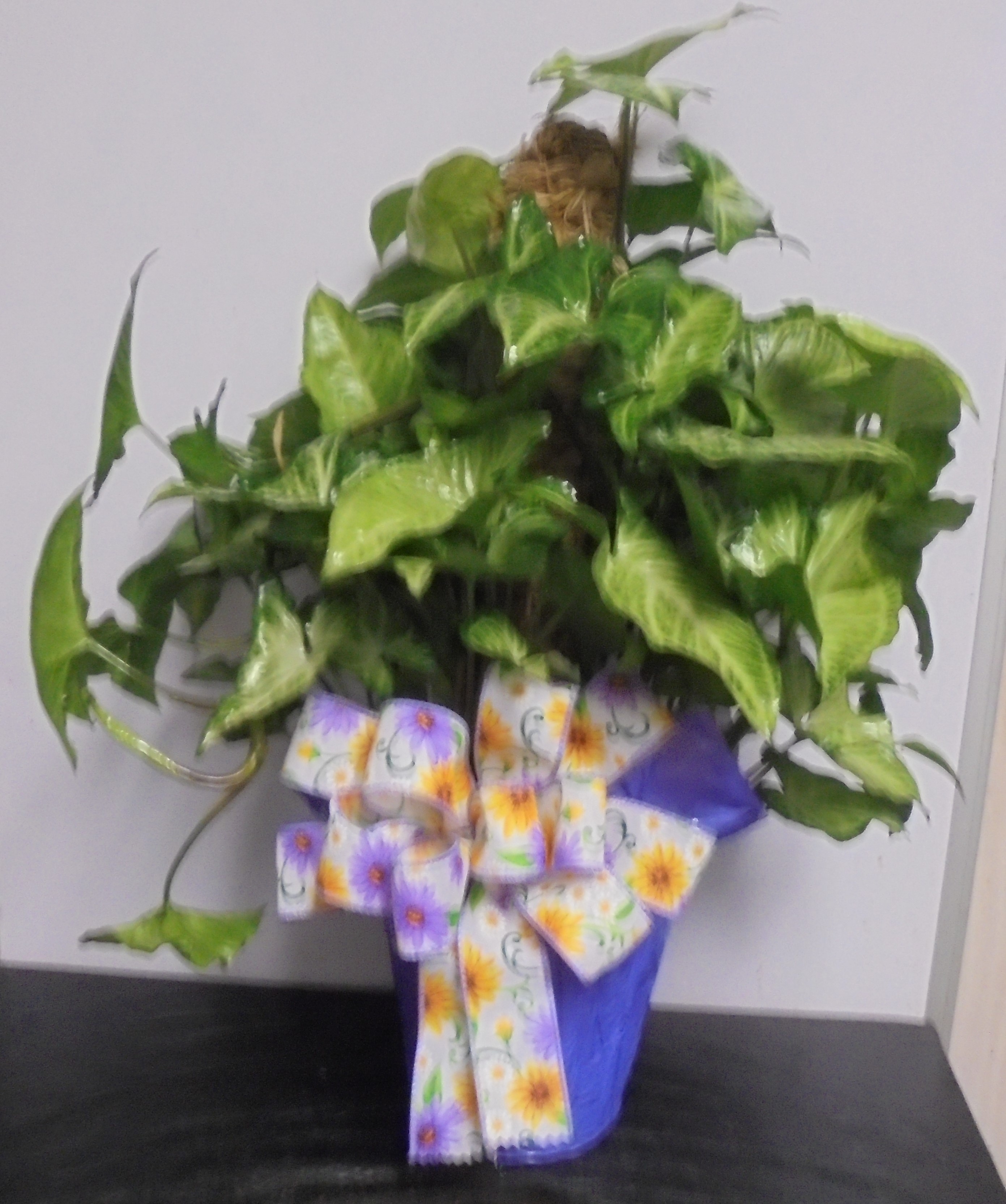 (11) Nephthytis "Butterfly Pole" Plant
$45.00