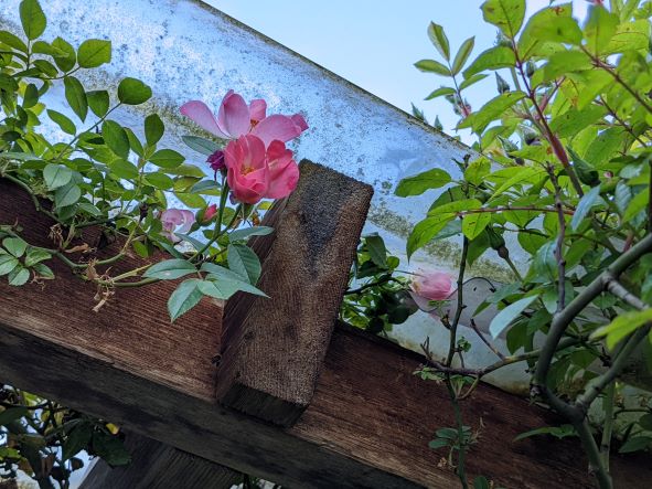 May 26, 2022:  From Larry W in Vancouver: My mini-rambler Open Arms has finally opened its first blooms with lots of buds still to go.  This rose thrives on neglect, in a raise bed that receives little water.  The roots are in shade which is probably why it survives so well.