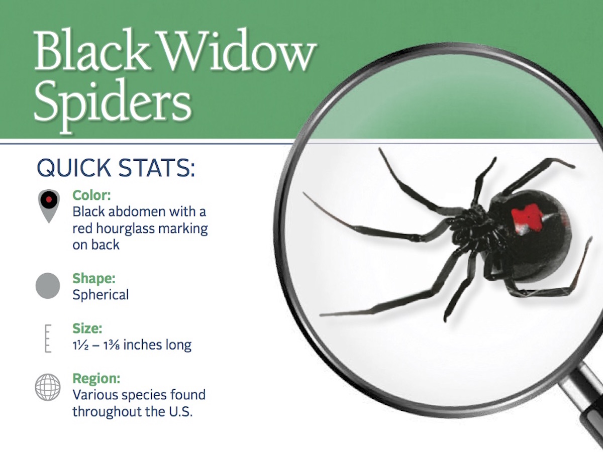 https://0201.nccdn.net/1_2/000/000/163/7c3/black-widow-spider-pest-id-card_front.jpg