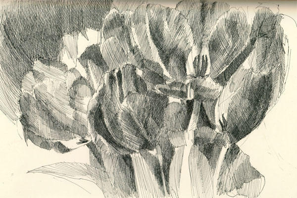 Mono Tulip #3 (pen and black ink) - available as a print