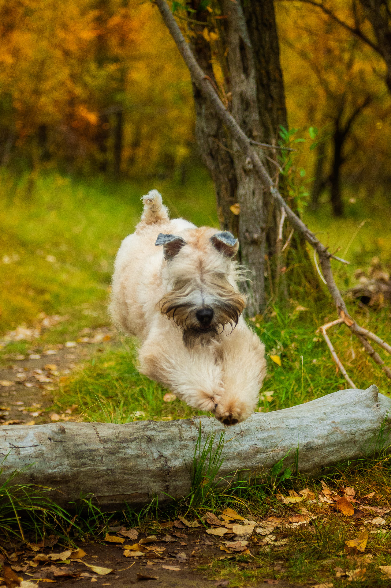 Calgary Agility Association Our Team Mates
