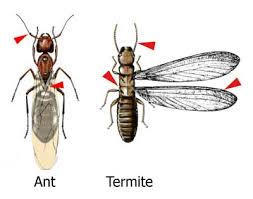 Ant or Termite?