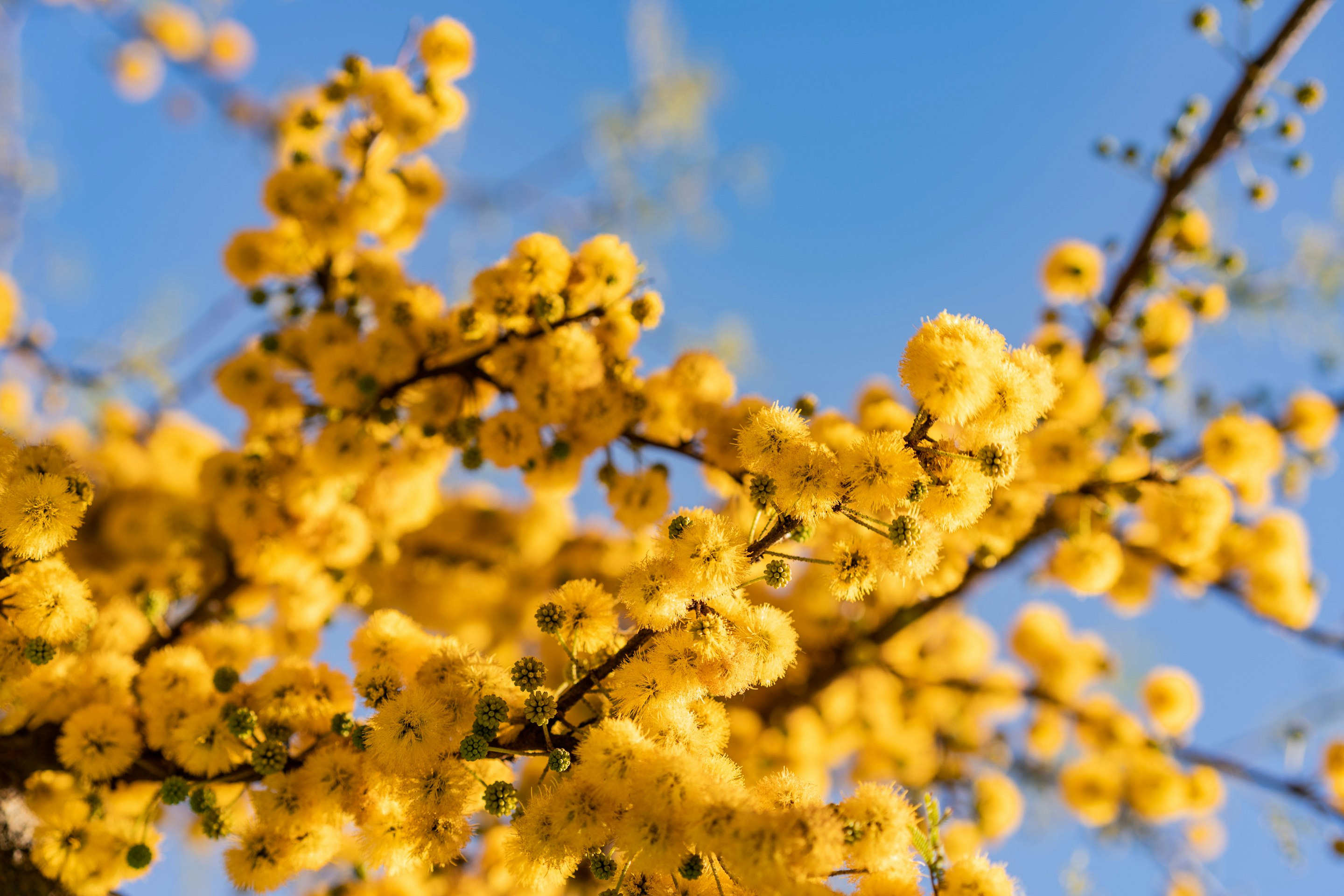 yellow flower under blue sky during daytime yellow flower under blue sky during daytime