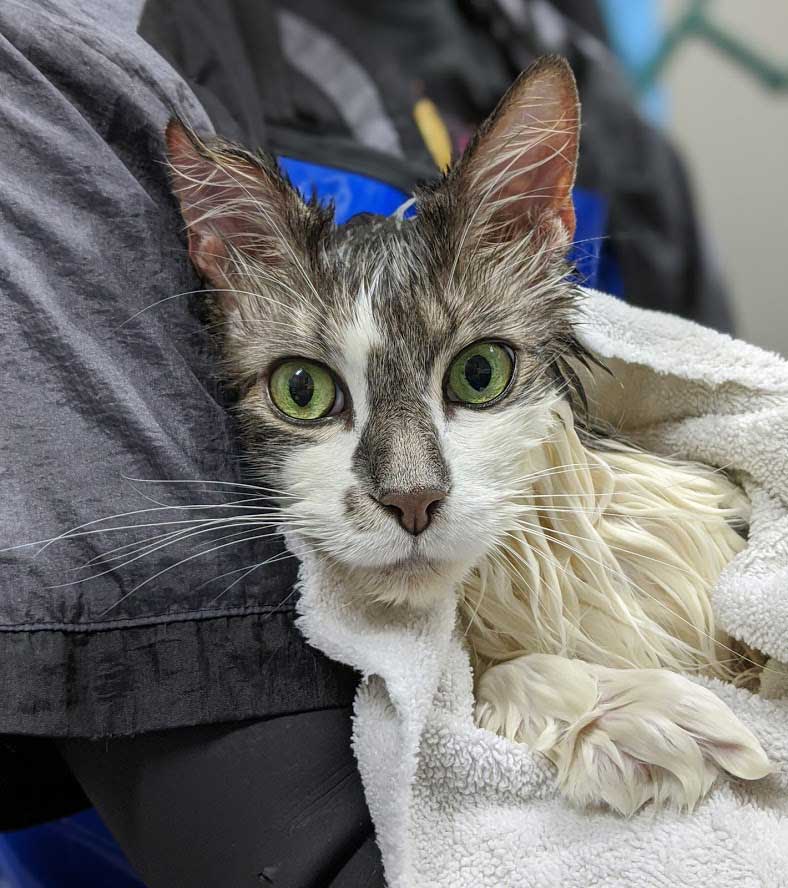 Towel Drying