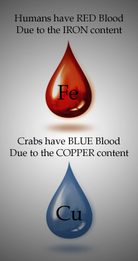Fun Blood Facts - Copper vs Iron