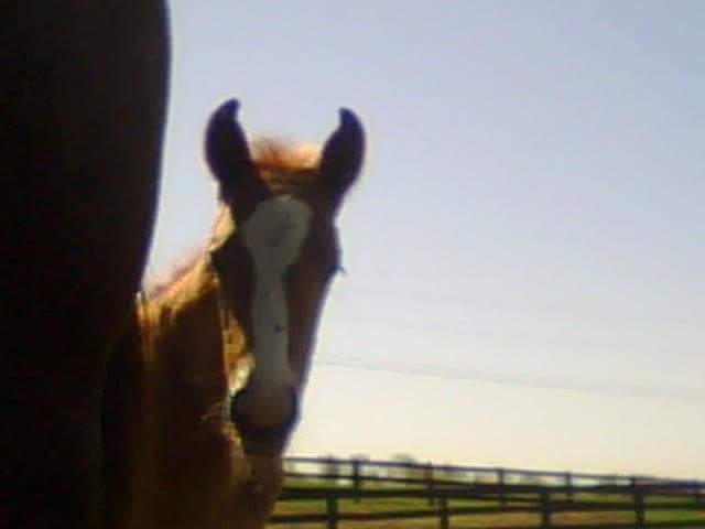 Twister peeking around his Mommy!