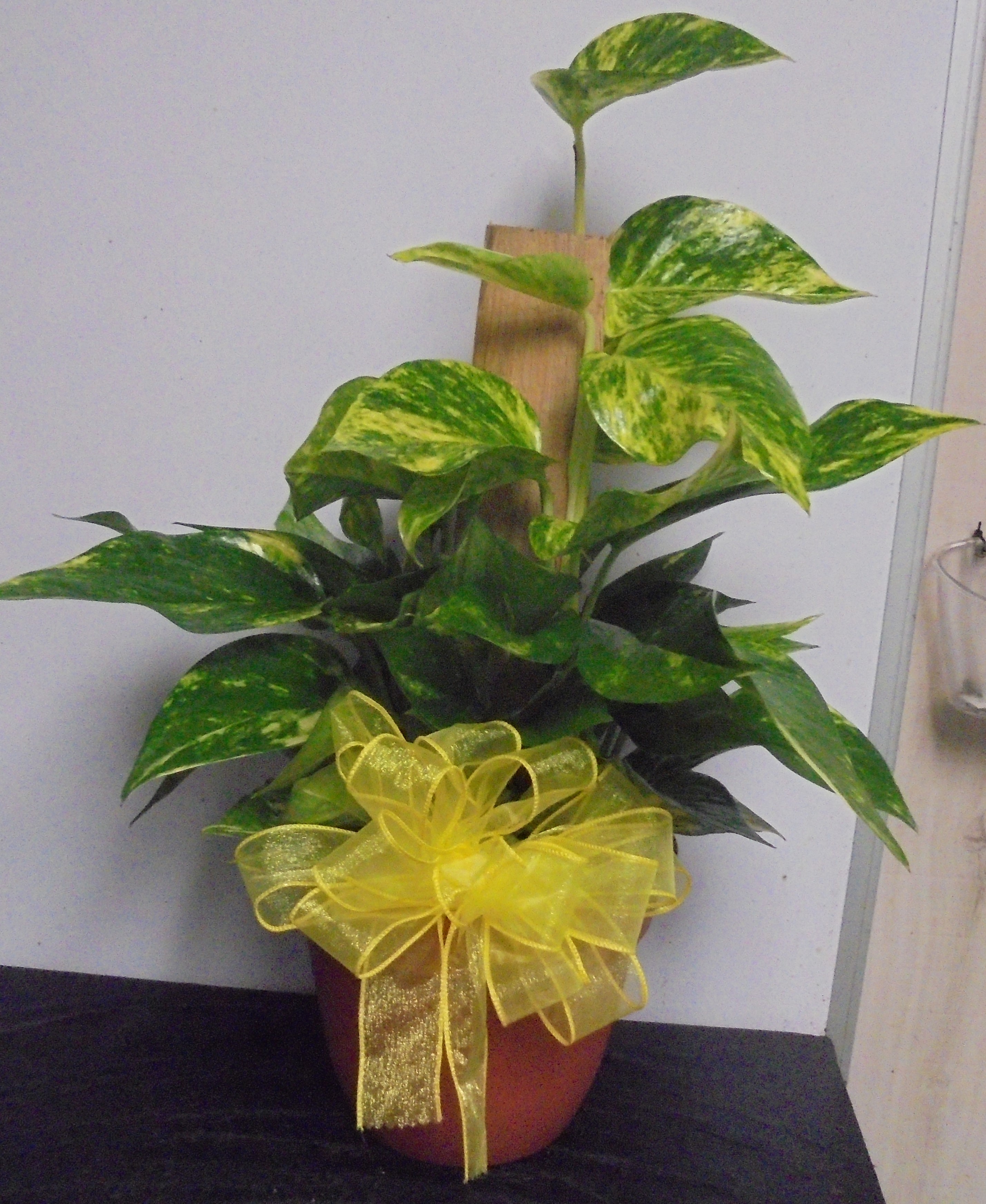 (16) "Totem Pole" Plant
$40.00