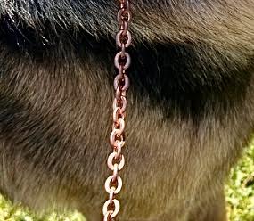 Dog wearing a leash in the park