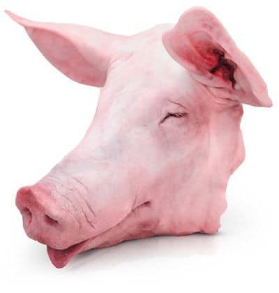Cabeza de cerdo