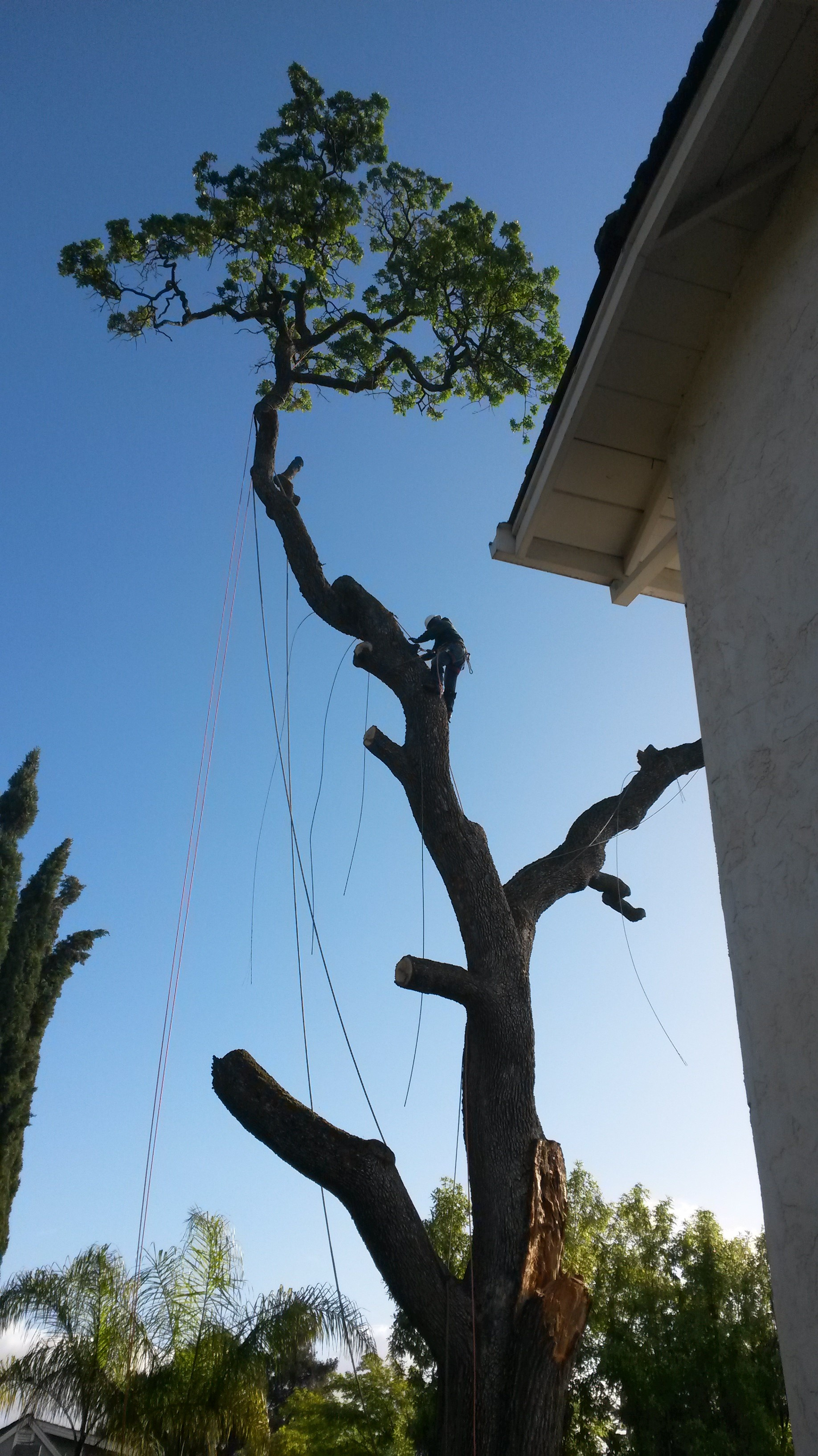 Commercial Tree Care Home