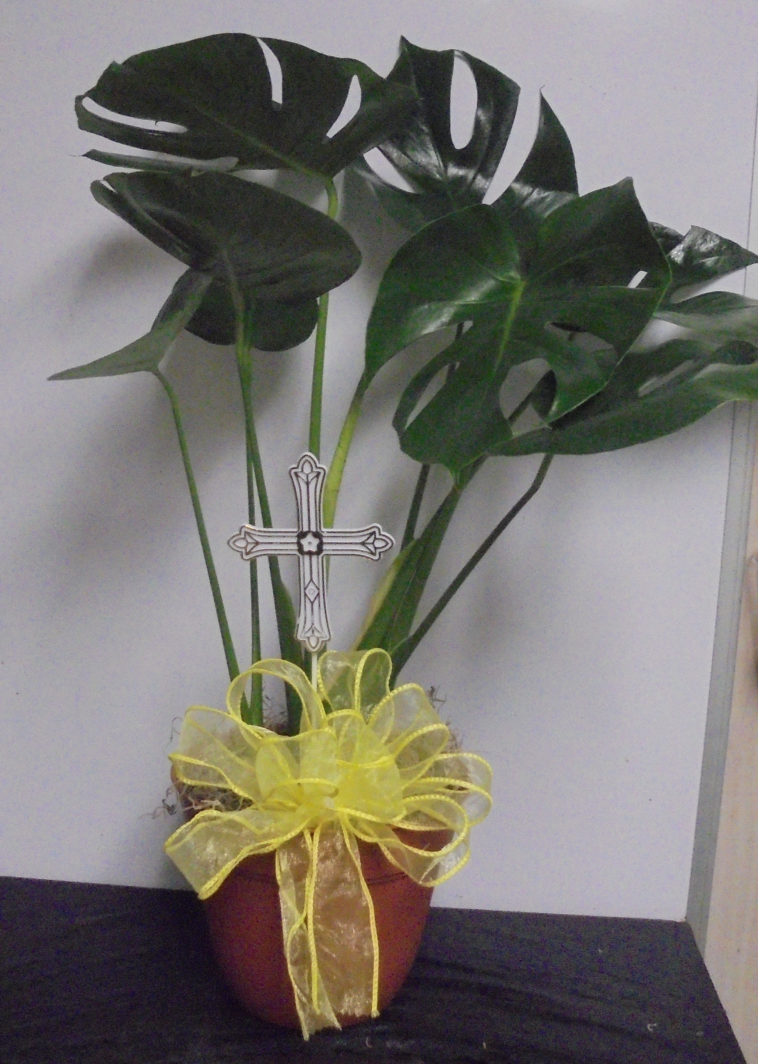 (5B) Split-Leaf Plant
$45.00