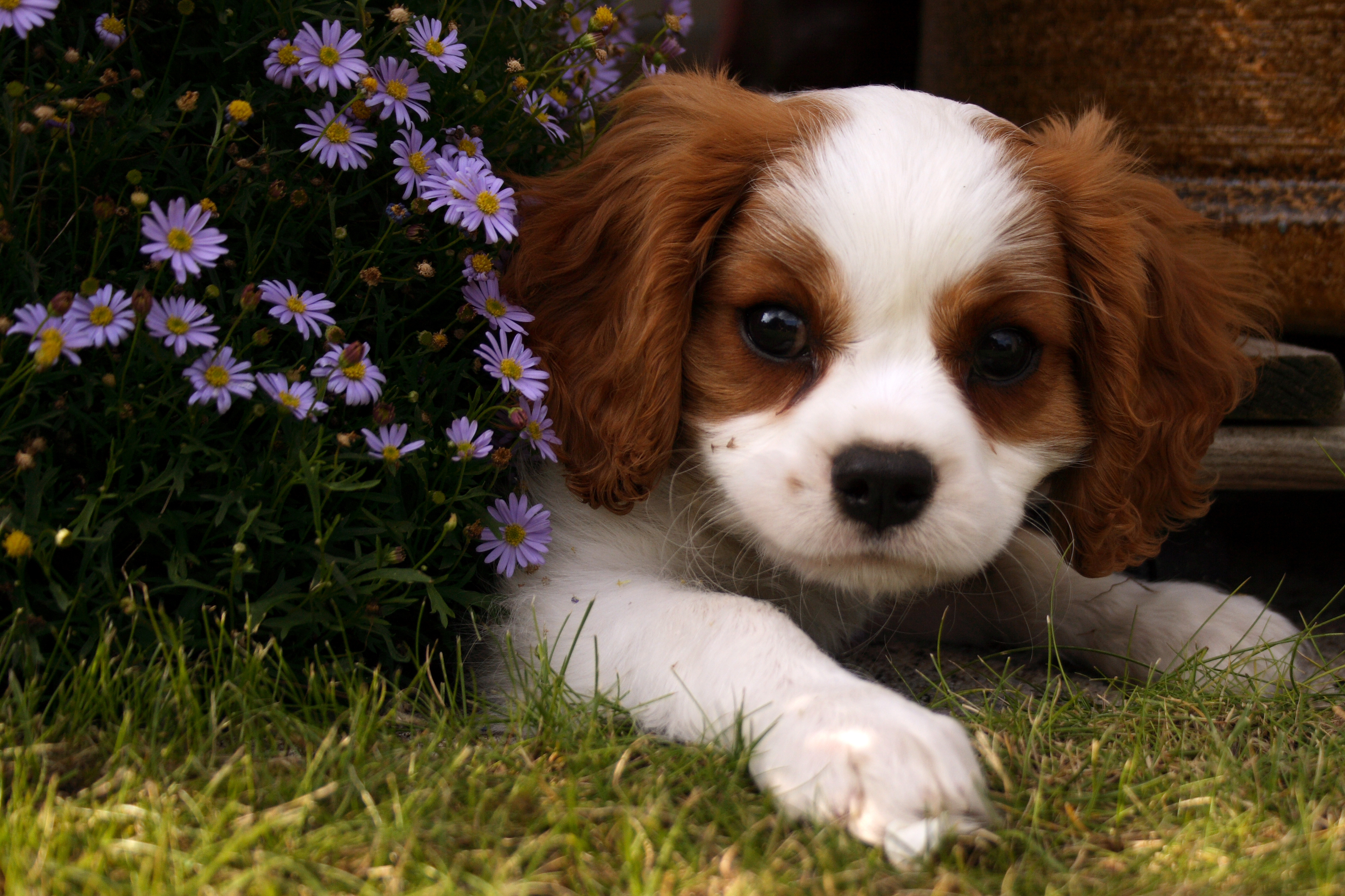 Newnan Kennel Club Breeder Referral