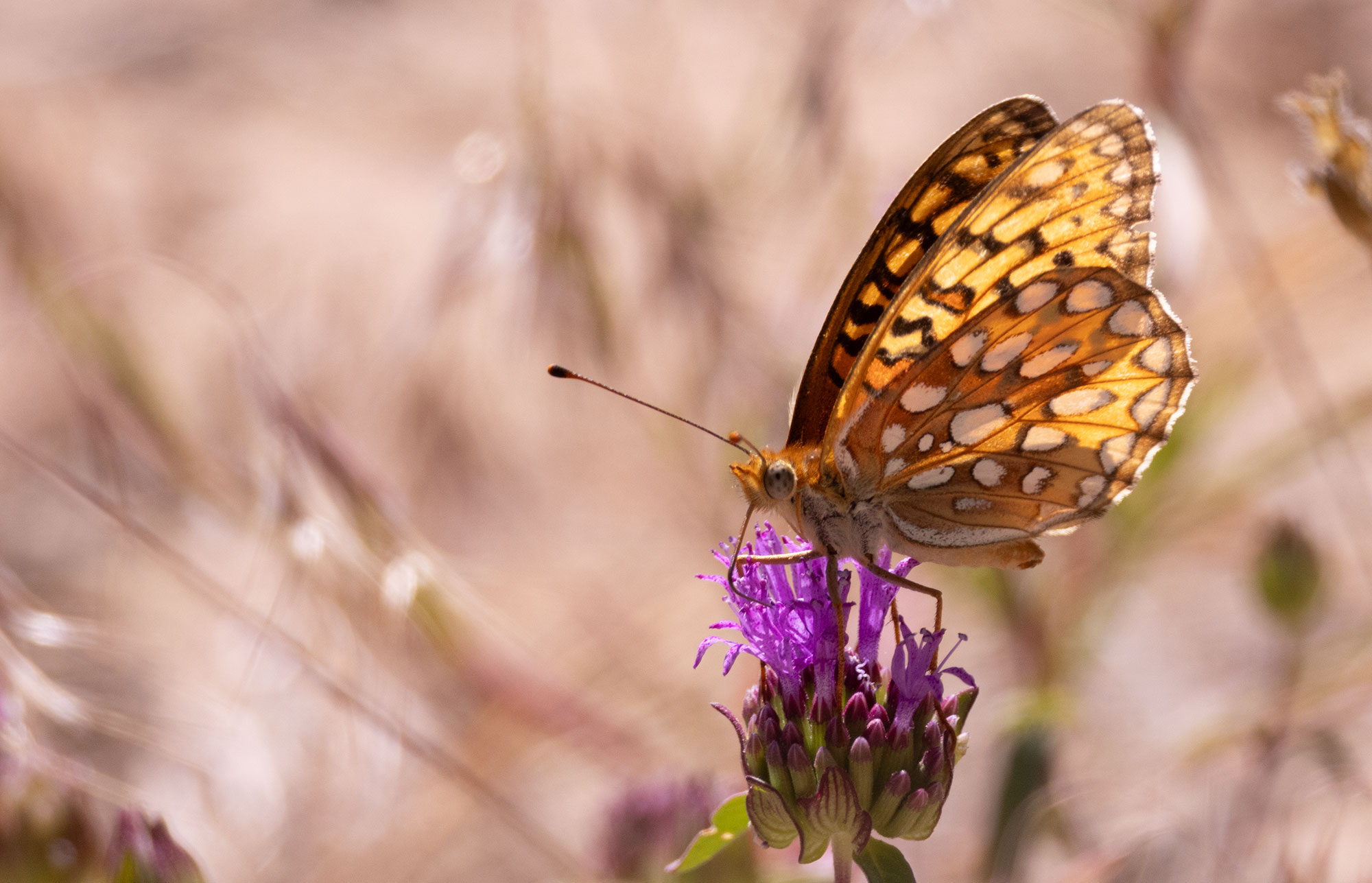 https://0201.nccdn.net/1_2/000/000/167/431/callippe-fritillary-pm.jpg