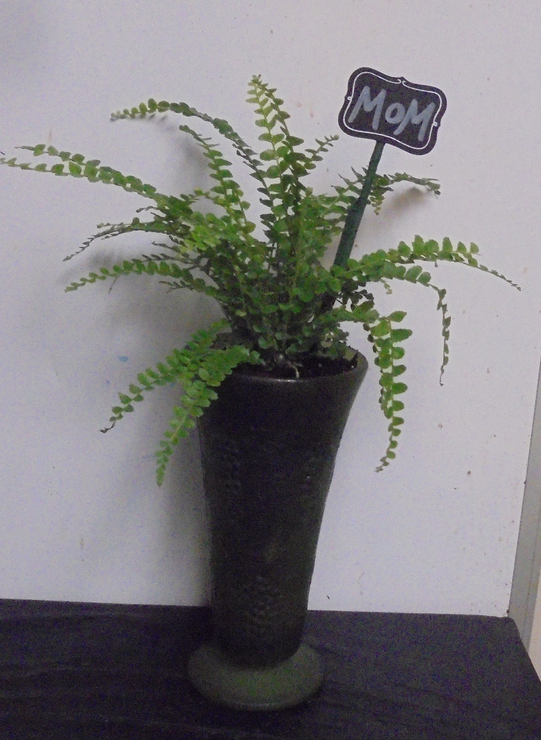 (23)  "Fern" Plant
In "Vintage" Green Vase
$30.00