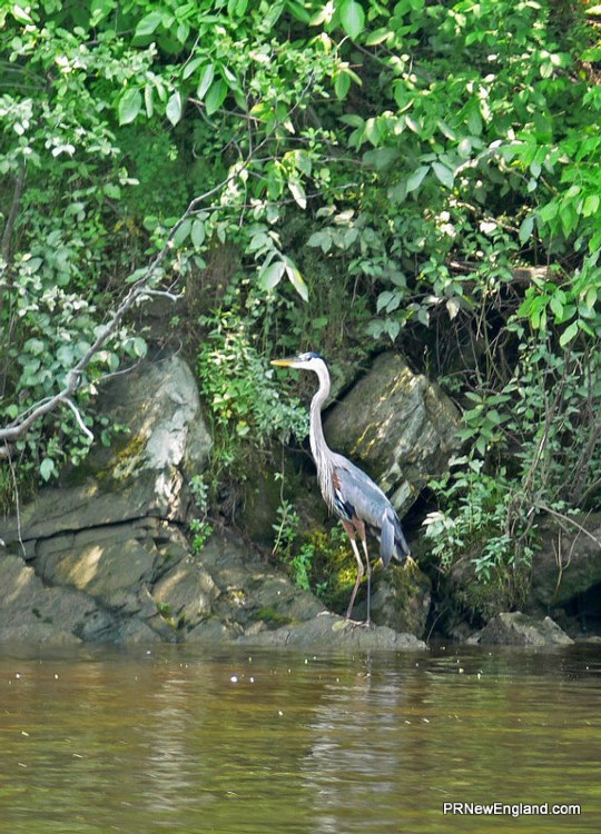Heron at Riverside