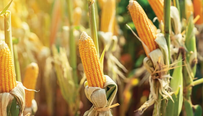 Elotes El Grande - 18 Años de Experiencia