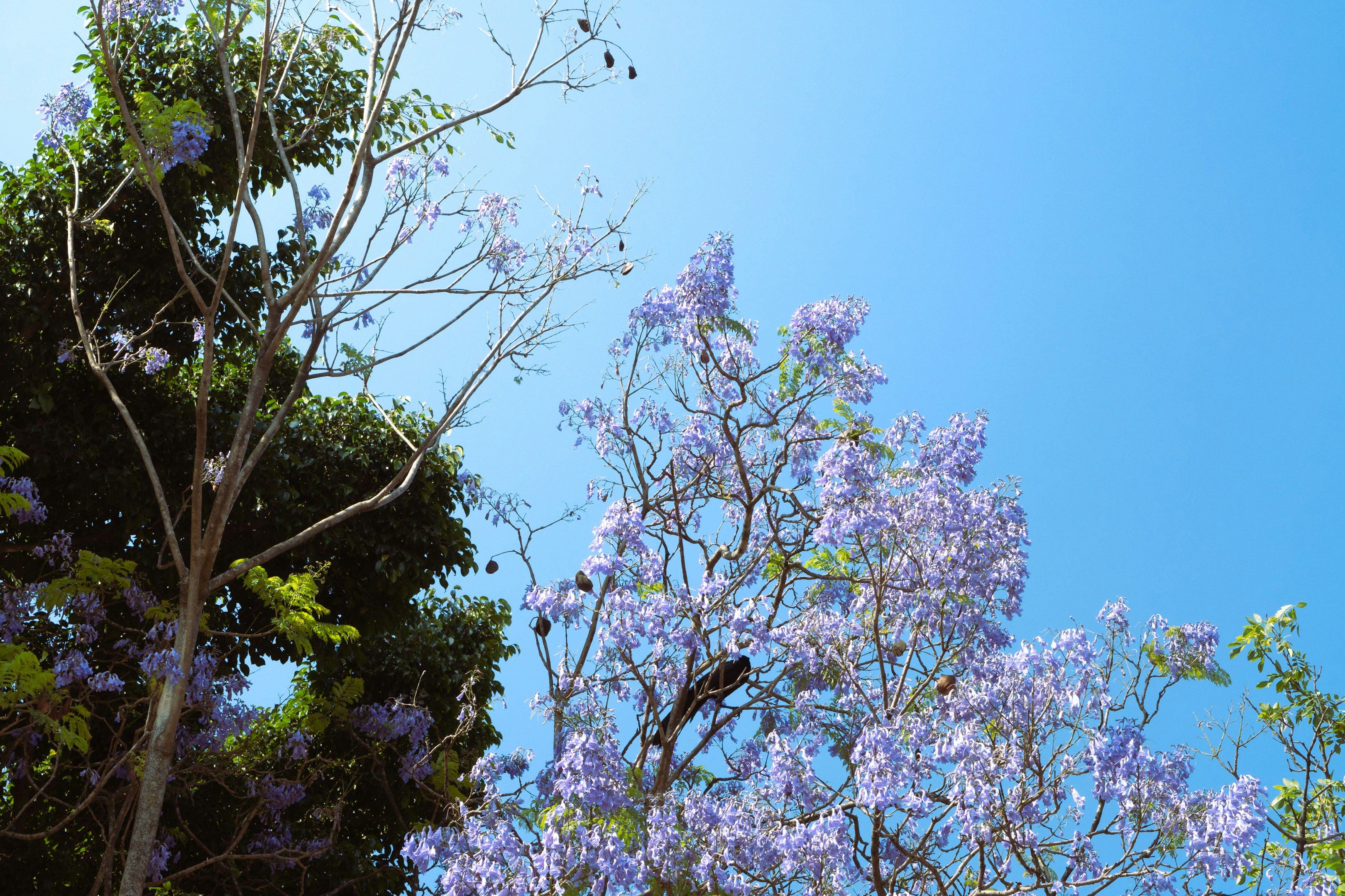 un árbol con flores moradas en primer plano y un cielo azul en el fondo