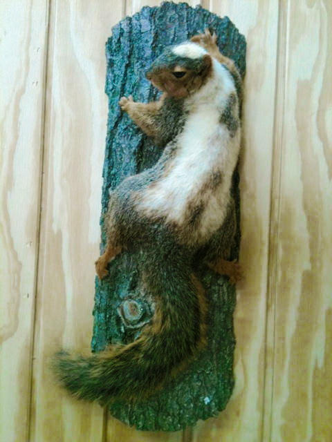 Faux piebald squirrel. A normal fox squirrel was dyed to match a photo of a real wild piebald squirrel.