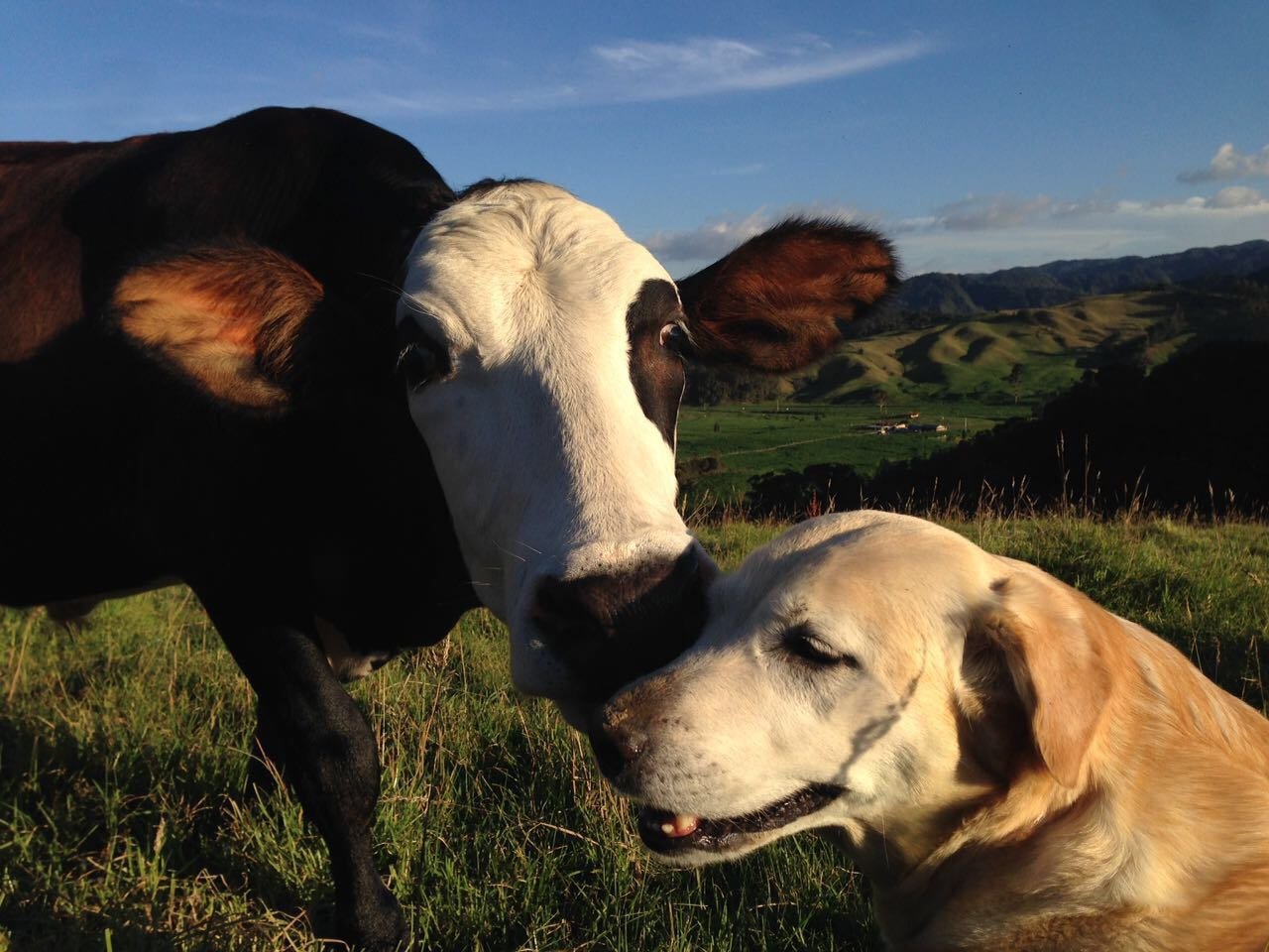 Vaca y perro labrador juntos en un campo verde bajo un cielo azul.