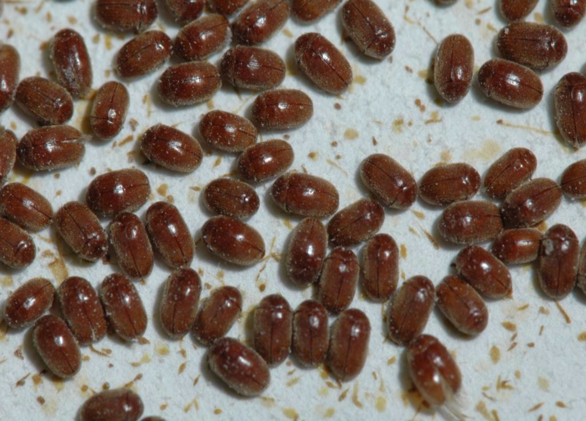 cigarette beetle egg Drugstore Beetle - Rest Assured