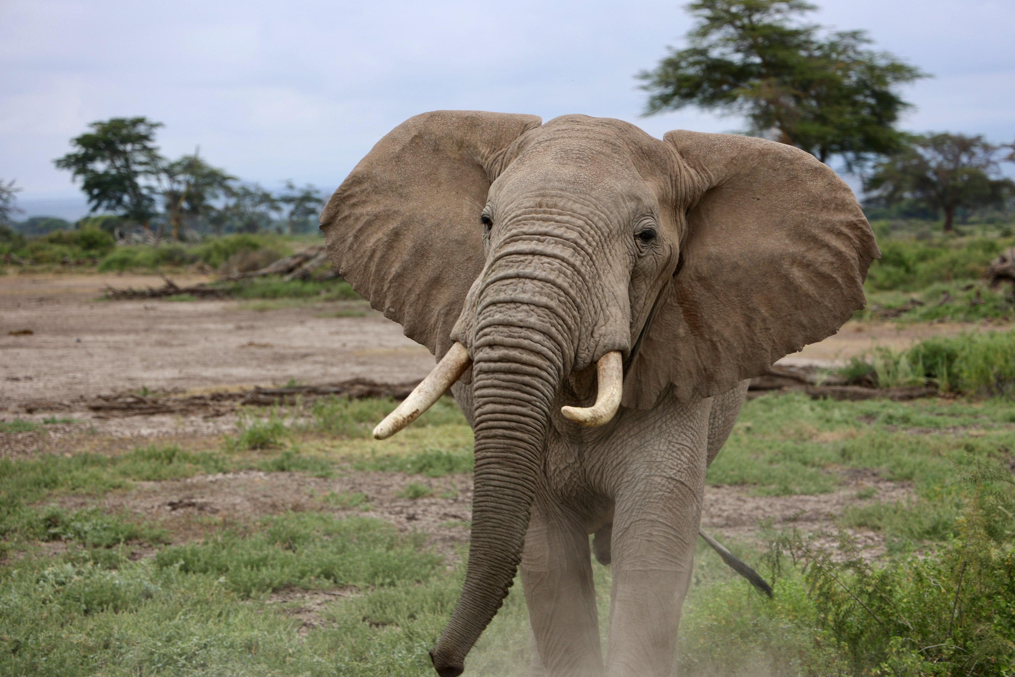 un elefante con colmillos