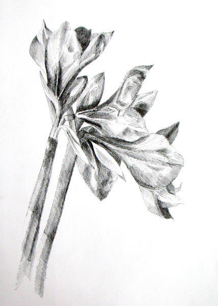 Amaryllis (Pen and Ink)15" x 12"