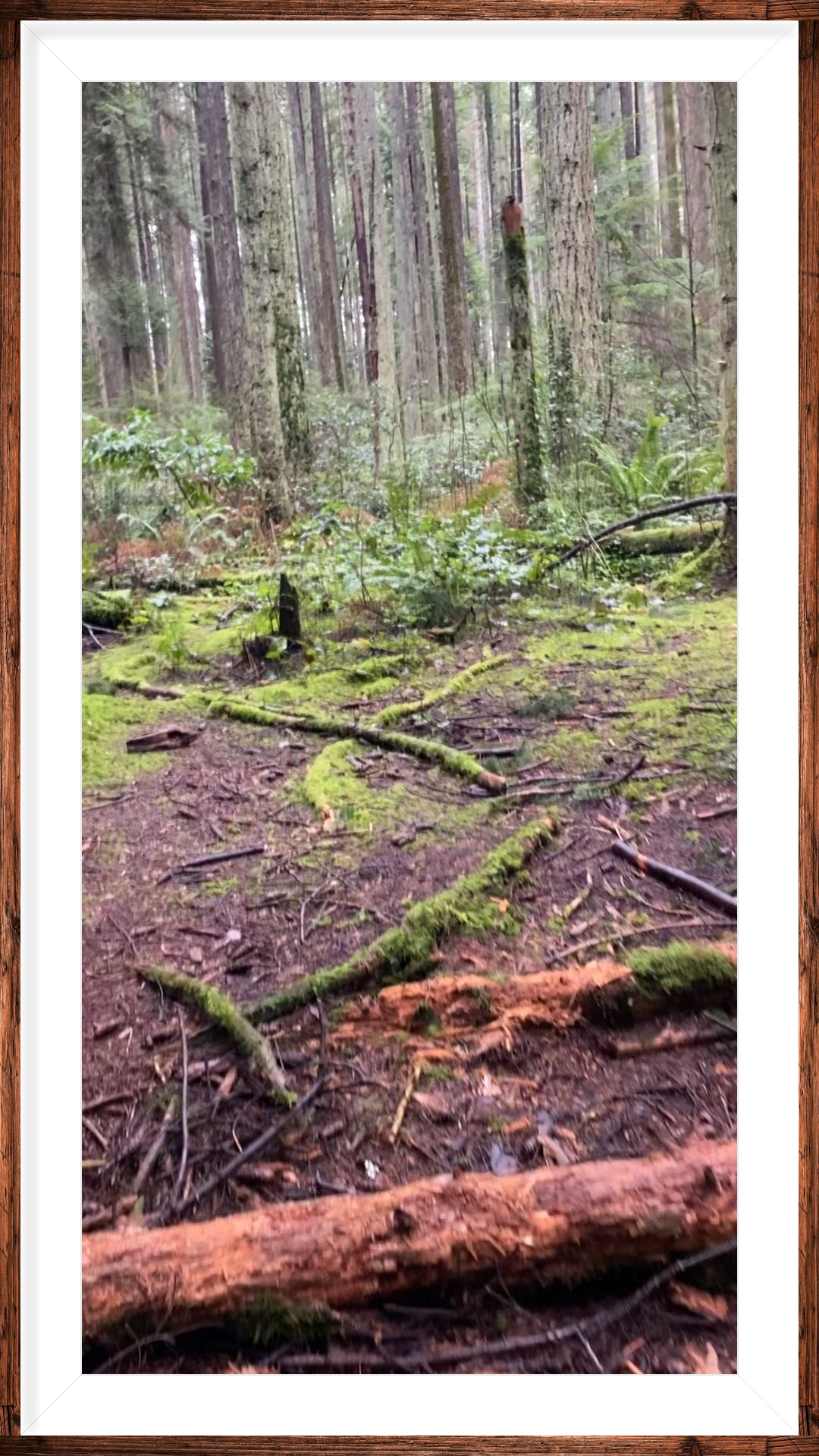 Organic Forest Floor