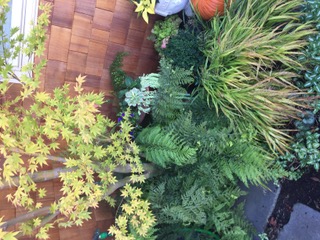 Capitola Cottage Garden 7