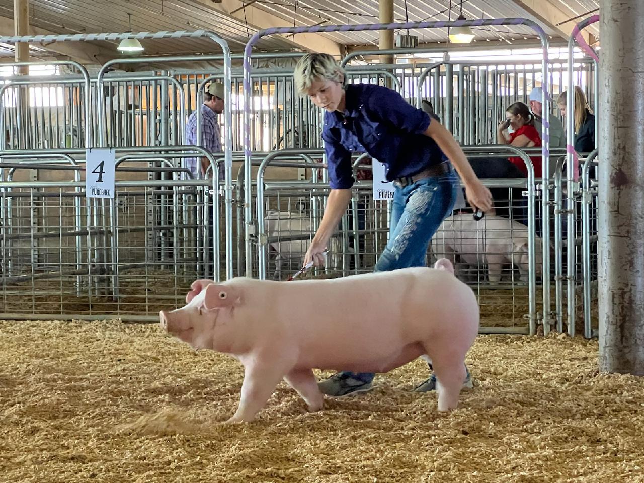 Samantha Lindsay
2023 White County Fair
Champion Chester White Gilt
Champion Overall Purebred Gilt