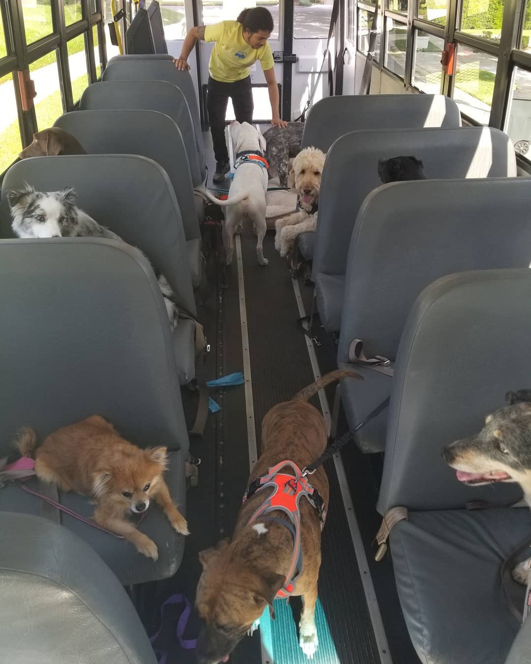 Pet Transportation Pet Transportation Central Florida Roll Over