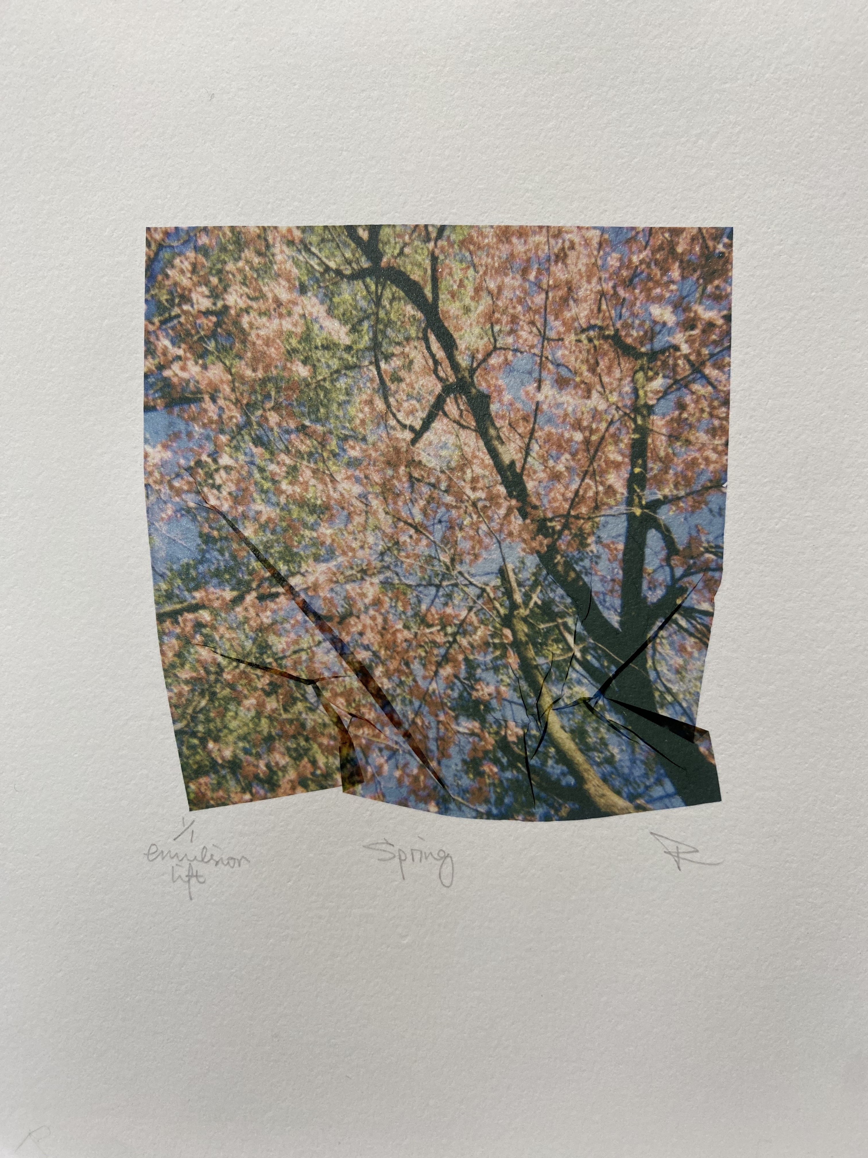 Spring
polaroid emulsion lift
8" X 10"
$45.