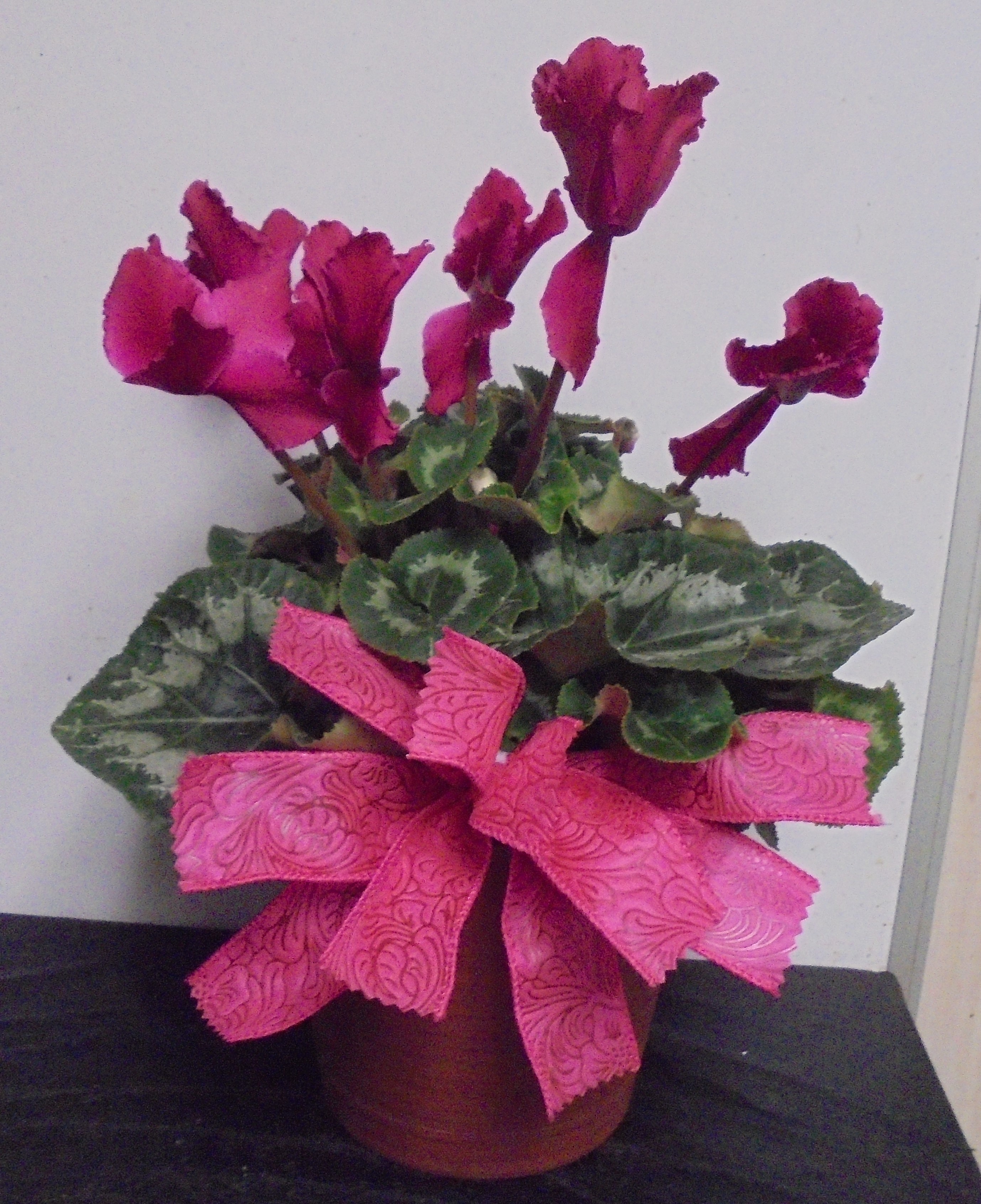 (7) (Hot Pink) Cyclamen Plant 
$35.00