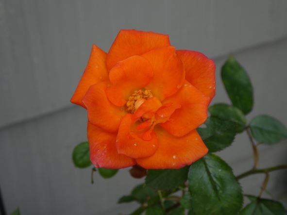 June 12, 2022, from Brenda: Climbing mini rose 'Warm Welcome', also growing in a half barrel.