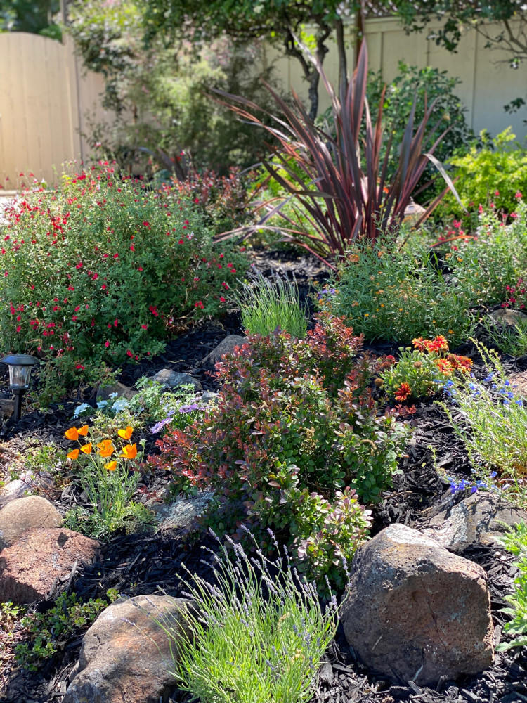 CLOSEUP - such pleasing colors and textures in this beautiful garden now!
