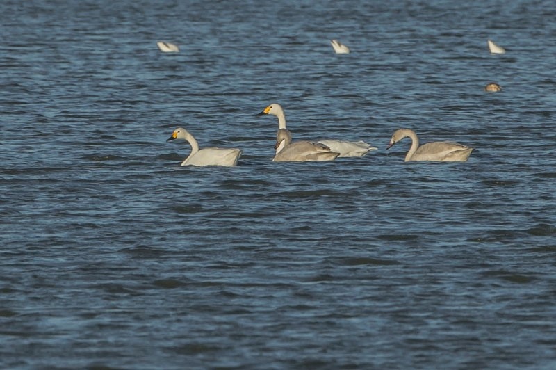 Bewick's Family Group