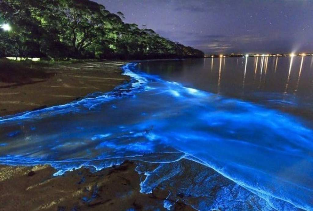 https://0201.nccdn.net/1_2/000/000/16b/9ca/puerto-escondido-bioluminiscencia.png