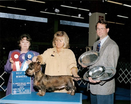 Ch. Victory’s First Lady W, Ella Standard Wirehaired Dachshund